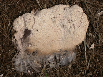 fuligo septica molds slime spore bearing stage figure